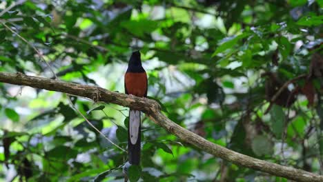 Looking-to-the-right-side-of-the-frame-and-then-around-while-perched-on-a-branch,-White-rumped-Shama-Copsychus-malabaricus,-Thailand