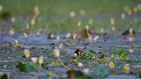Pheasant-tailed-Jacana-in-Nest-on-Eggs