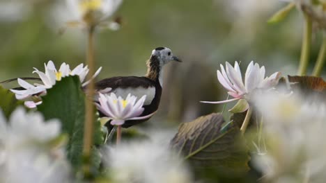 Closeup-of-Pheasant-Tailed-Jacana-in-White-water-lily-flowers