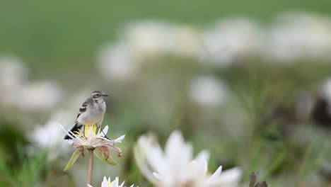 Grey-wagtail-on-water-lily-flower--Closeup-Shot