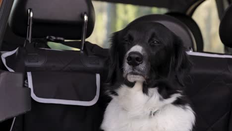 Dogs-sitting-in-a-dog-carrier-in-the-car-trunk