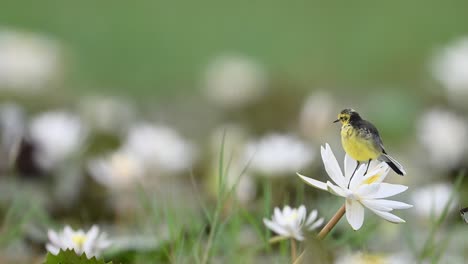 Gelber-Bachstelzenvogel-Auf-Seerosenblume-Am-Morgen