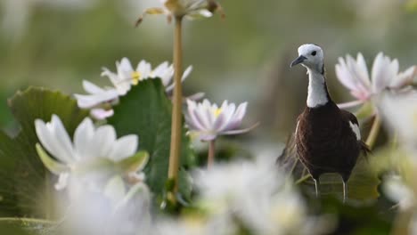 Closeup-Shot-of-pheasant-tailed-Jacana-in-morning
