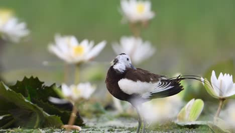Closeup-of-Pheasant-Tailed-Jacana-in-White-water-lily-flowers