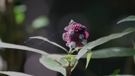 Primer-Plano-De-Una-Planta-Parecida-A-Una-Rosa-Que-Se-Encuentra-En-La-Densa-Selva-Amazónica