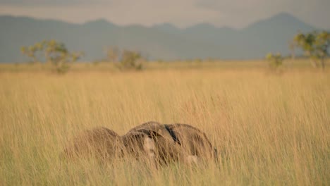 Madre-Oso-Hormiguero-Gigante-Con-Sus-Crías-Alimentándose-En-Las-Sabanas-Durante-Una-Hermosa-Puesta-De-Sol.