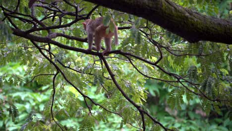2-Monos-Jugando-En-El-árbol