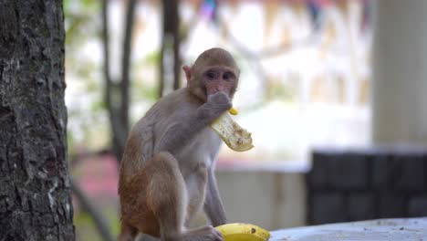 Affenbaby-Isst-Bananenschale