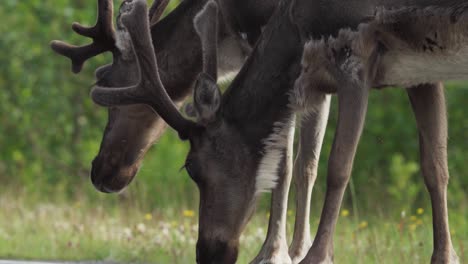 Grazing-Deer-Antlers-In-Anderdalen-National-Park,-Senja-Norway