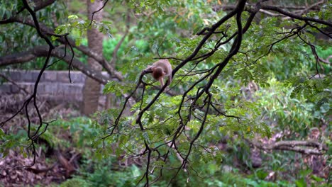 Ein-Affenbaby-Hängt-Am-Baum