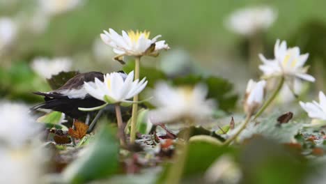 Queen-of-Wetland-Pheasant-Tailed-Jacana