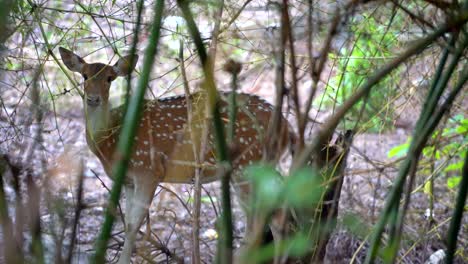 deer-looking-behind-the-bamboo-tree-national-park