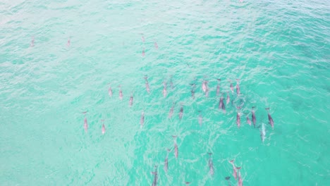 Pod-Of-Wild-Bottlenose-Dolphins-In-Turquoise-Ocean-In-NSW,-Australia---aerial-drone-shot