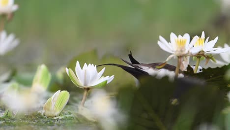 Closeup-of-Pheasant-Tailed-Jacana-feeding-in-White-water-lily-flowers