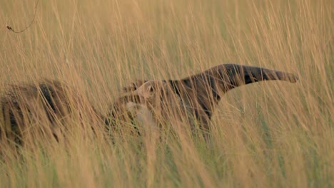 Rare-shot-of-a-young-Giant-Anteater-climbing-onto-the-back-for-it's-mother