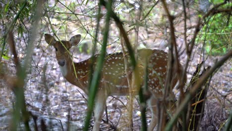 deer-looking-behind-the-bamboo-tree-national-park