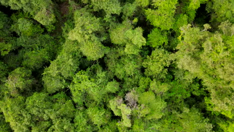Aerial-view-of-tall-trees