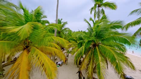 Drone-flight-between-Palm-trees-above-resting-Tourist-on-sandy-beach-of-tropical-island-on-Dominican-Republic