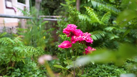 Hermosas-Rosas-Rosadas-En-Las-Primeras-Horas-De-La-Mañana---Hermosas-Rosas-Trepadoras-Rosadas-En-Primavera-En-El-Jardín---Primer-Plano-De-Un-Arbusto-De-Rosas-Rosa-Pálido-Con-Luz-Natural