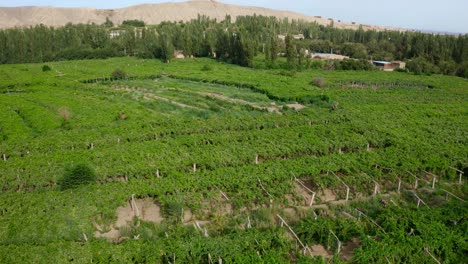 Drone-Shot-Of-Agriculture-Field-Of-Green-Vineyards-In-Desert-Area