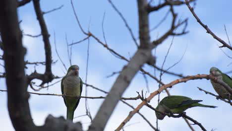 Monk-Parakeets-on-a-tree-branch-in-Parc-Guell,-Bacelona-Spain