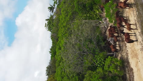 Kleine-Herde-Wildpferde-Auf-Der-Insel-Neukaledonien