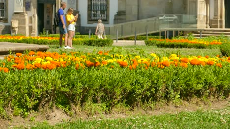 Campo-De-Flores-De-Caléndula-En-Flor-En-La-Plaza-Largo-Carlos-Amarante-Frente-A-La-Iglesia-De-San-Marcos-En-Braga,-Portugal