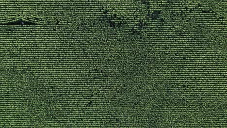 Texture-of-a-maize-field---aerial-sinking-shot
