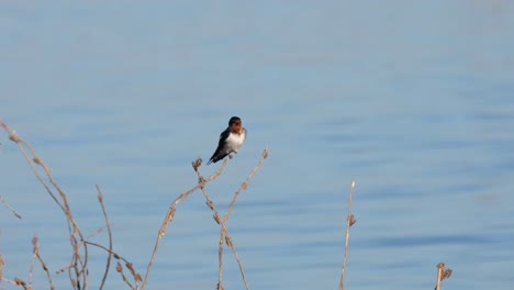 Balancing-on-a-tiny-twig,-the-Barn-Swallow-Hirundo-rustica-was-preening-and-cleaning-its-feathers-while-being-blown-gently-by-the-wind-in-Beung-Boraphet-lake,-Nakhon-Sawan,-Thailand