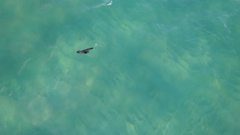 Luftaufnahme-Eines-Robbenbabys,-Das-Auf-Klarem,-Blauem-Wasser-Schwimmt