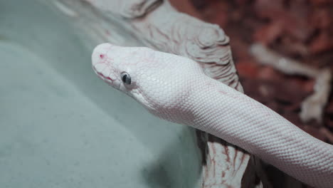 Nahaufnahme-Eines-Schnee-Albino-Kugelpythons-Mit-Zunge-Im-Daejeon-Aquarium