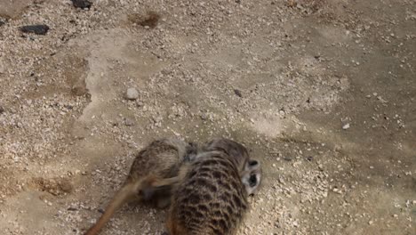 Close-up-shot-of-two-angry-young-meerkats-fighting-on-sandy-terrain-outdoors-in-sun