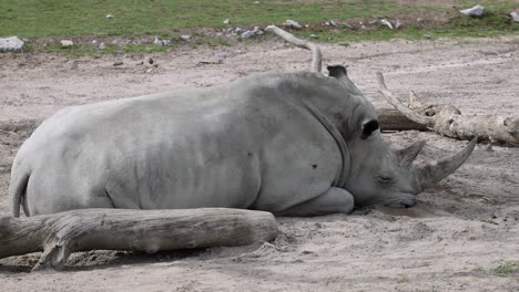 Primer-Plano-De-Un-Rinoceronte-Blanco-Dormido-Durmiendo-Al-Aire-Libre-En-El-Desierto-Del-Parque-Nacional