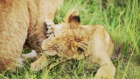 Slow-Motion-of-Lion-Cubs-Playing-in-Africa,-Funny-Baby-Animals-of-Cute-Young-Lions-in-Grass-on-African-Wildlife-Safari-in-Maasai-Mara,-Kenya-in-Masai-Mara-National-Reserve-Green-Grasses