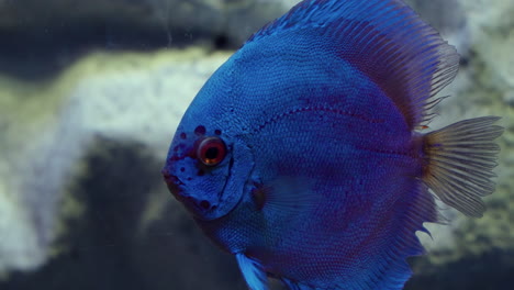 Pez-Disco-Symphysodon-Azul-Nadando-En-Una-Macro-Salvaje-De-Primer-Plano