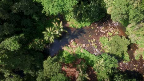 Aerial-view-above-palm-tree-shadows-on-a-calm-river-in-the-jungles-of-sunny-Bali