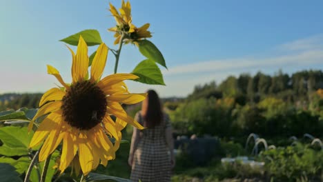 Woman-in-dress-walking-in-garden,-woman-passing-by-big-sunflowers-in-garden