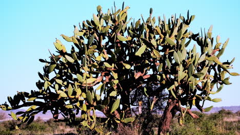 Massiver-Kaktusbaum,-Feigenkaktus,-Der-Stolz-In-Der-Halbwüstenlandschaft-Der-Karoo-Steht