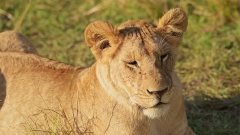 Lion,-Lioness-Female-African-Wildlife-Safari-Animal-in-Africa,-Maasai-Mara-National-Reserve-in-Kenya,-Portrait-Close-Up-Detail-of-Face-and-Eyes-in-Beautiful-Masai-Mara,-Big-Five-Predator