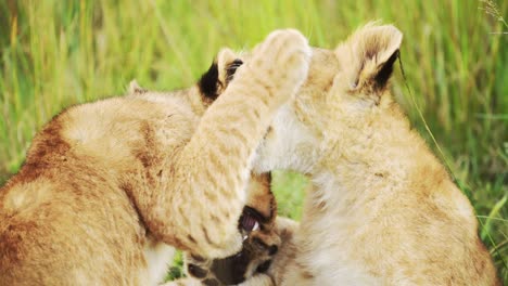 Slow-Motion-of-Lion-Cubs-Playing-in-Africa,-Adorable-Cute-Young-Baby-Safari-Animals,-Lions-Play-Fighting-in-Grass-on-African-Wildlife-Safari-in-Masai-Mara,-Kenya-in-Maasai-Mara-Green-Grasses