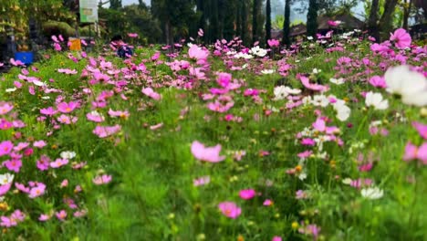 Adéntrate-En-Un-Mundo-De-Vibrante-Belleza-Con-Un-Fascinante-Recorrido-Por-Un-Floreciente-Jardín-De-Flores.