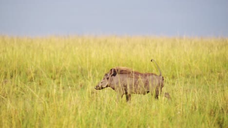 Slow-Motion-Shot-of-Lonely-warthog-running-across-the-savannah-savanna,-mane-flowing-in-the-wind,-African-Wildlife-in-Maasai-Mara-National-Reserve,-Kenya,-Africa-Safari-Animals-in-Masai-Mara