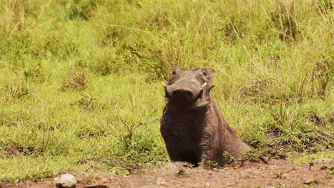 Slow-Motion-Shot-of-Warthog-bathing-in-shallow-puddle-of-mud,-resting-and-cooling-down-in-natrual-habitat-of-the-Maasai-Mara-National-Reserve,-Kenya,-Africa-Wildlife-Animals-in-Masai-Mara