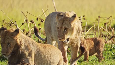 Slow-Motion-Shot-of-Cute-African-Wildlife-in-Maasai-Mara-National-Reserve,-Mother-lioness-plays-with-playful-cute-lion-cubs,-Kenya,-Africa-Safari-Animals-in-Masai-Mara-North-Conservancy