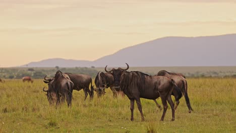 Cámara-Lenta-De-ñus-Pastando-En-El-Paisaje-De-Las-Llanuras-De-Sabana-En-África,-Animales-Salvajes-De-Safari-Masai-Mara-En-La-Sabana-De-Pastizales,-Gran-Migración-De-Masai-Mara-A-Serengeti