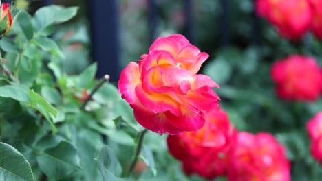 Fresh-Blooming-Red-Garden-Rose.-Close-Up
