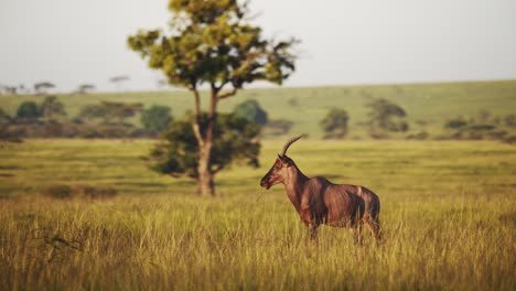 Topi-standing-in-luscious-green-african-savannah-landscape-surrounded-by-tall-grass-grassland,-Wildlife-in-Maasai-Mara-National-Reserve,-Kenya,-Africa-Safari-Animals-in-Masai-Mara-North-Conservancy