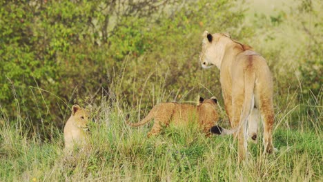 Toma-En-Cámara-Lenta-De-Cachorros-De-León-Jóvenes-Y-Su-Madre-Descansando-Al-Amparo-De-Una-Exuberante-Vegetación-En-Una-Espesa-Vegetación,-Vida-Silvestre-Africana-En-La-Reserva-Nacional-Masai-Mara,-Kenia,-Cinco-Grandes-Animales-De-Safari-Africanos