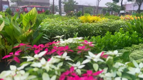 Una-Sinfonía-De-Colores-Se-Desarrolla-En-Este-Encantador-Jardín-De-Flores