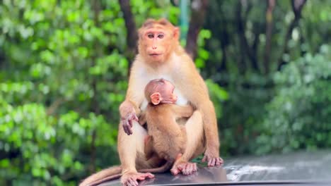 Se-Desarrollan-Momentos-Conmovedores-Cuando-Una-Madre-Mono-Cuida-Con-Amor-A-Su-Bebé